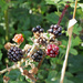 Blackberries by philhendry