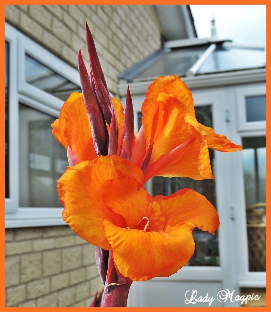 A Cheerful Orange Iris by ladymagpie