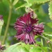 'Black Ball' cornflower by roachling