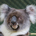 Greta update by koalagardens
