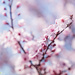Spring Blossoms  by nicolecampbell