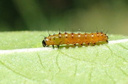 4th Sep 2016 - A Teeny, Tiny Hungry Caterpillar
