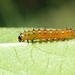 A Teeny, Tiny Hungry Caterpillar by cjwhite
