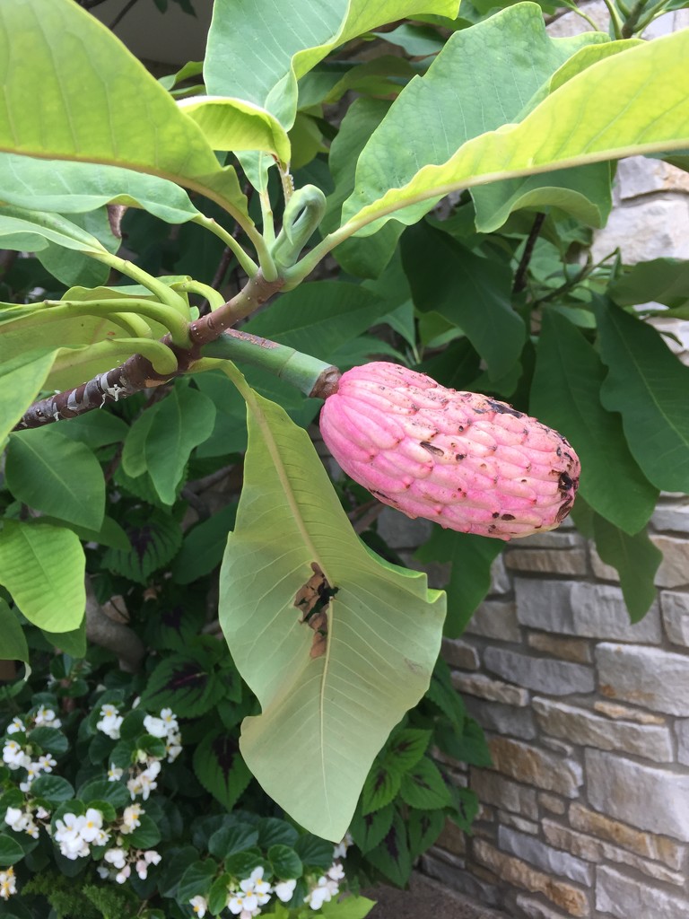 I have no idea what this is! Update- a magnolia seed pod by kchuk