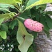 I have no idea what this is! Update- a magnolia seed pod by kchuk