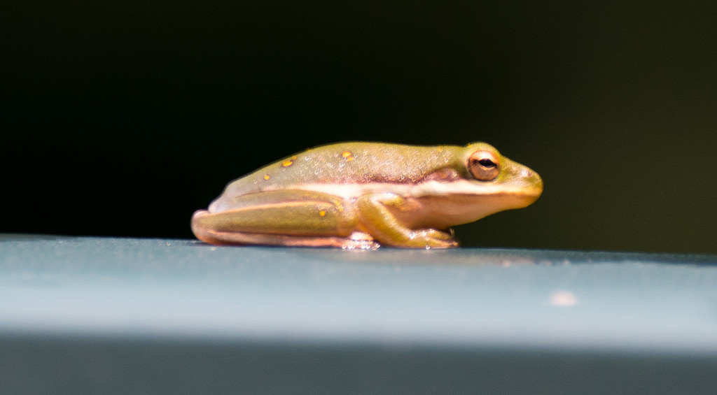 Tree Frog Resting on the Box! by rickster549