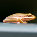 Tree Frog Resting on the Box! by rickster549
