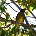 Male Australasian Fig Bird ~ by happysnaps