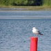 Ring-billed Gull by sunnygreenwood