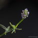 Little purple flower_365 by randystreat