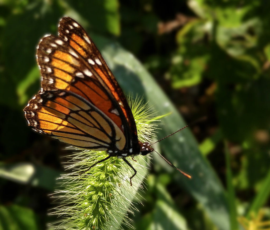 Butterfly, a rare catch by houser934