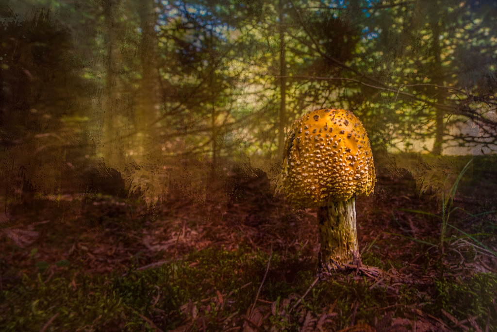 Mushroom King by taffy