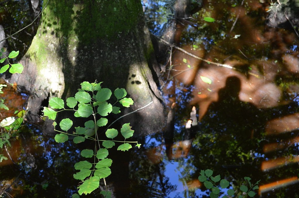 Bald cypress tree and my shadow, Four Holes Swamp, South Carolina by congaree