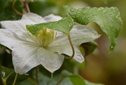 5th Sep 2016 - Clematis and leaves 