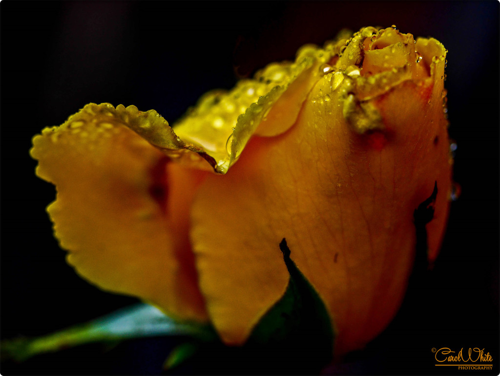 Rosebud In The Rain  (Best viewed on black) by carolmw