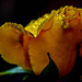 Rosebud In The Rain  (Best viewed on black) by carolmw