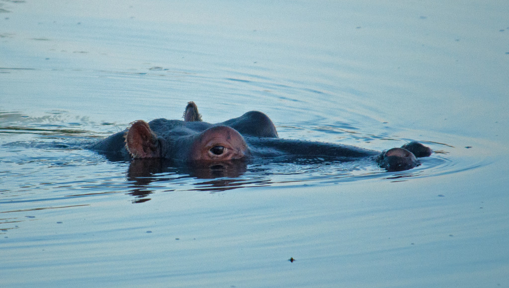 Snorkelling - Hippo style! by philbacon