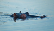11th Aug 2016 - Snorkelling - Hippo style!