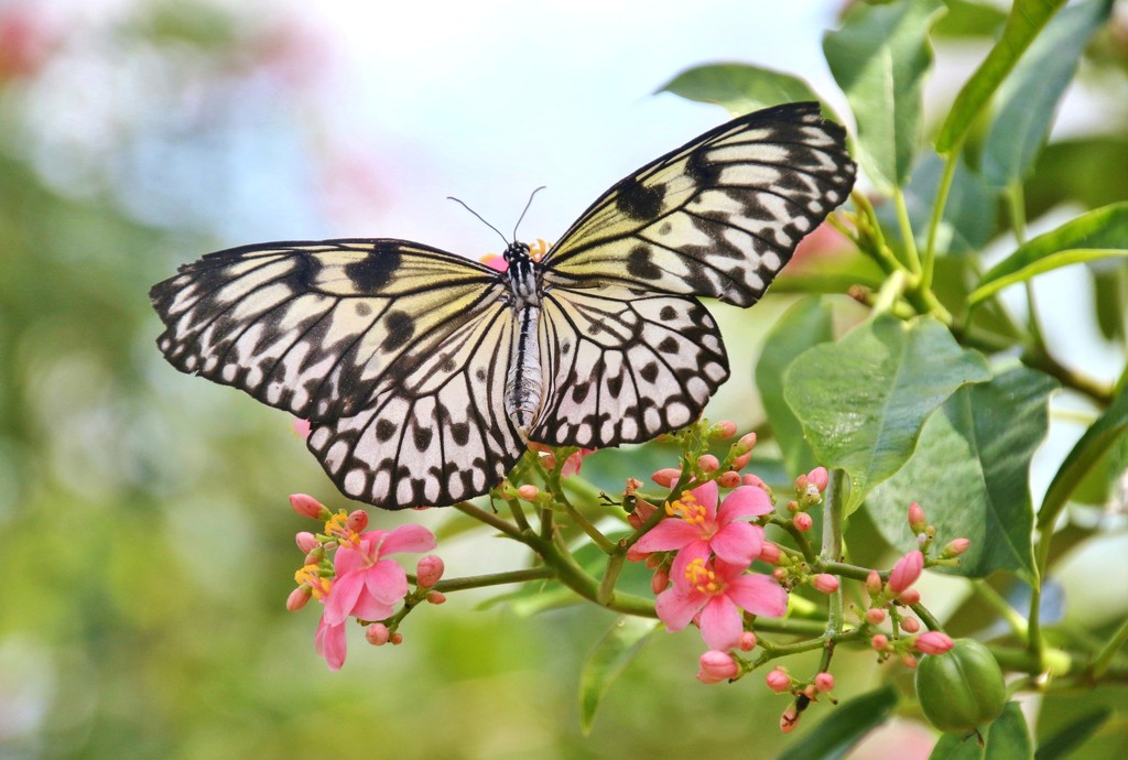 butterfly by lynnz