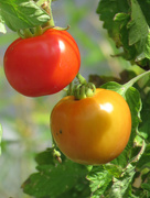 5th Sep 2016 - On The Vine September Tomatoes
