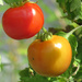 On The Vine September Tomatoes by seattlite