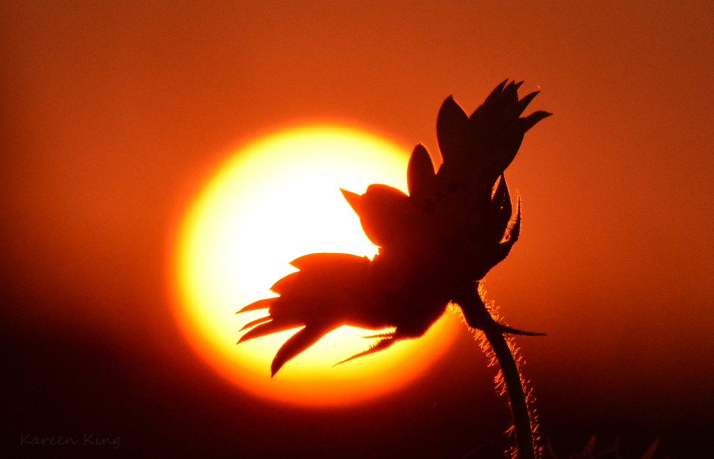 Sunflower Sunset by kareenking