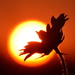 Sunflower Sunset by kareenking