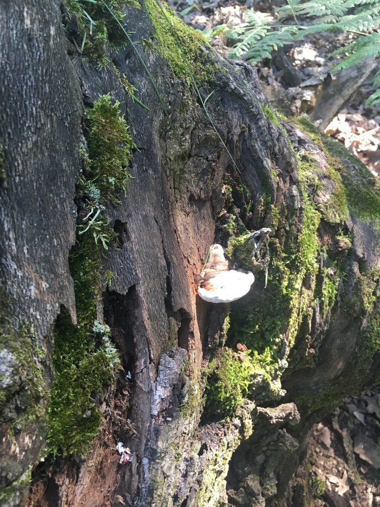 Stumped Mushroom by wilkinscd