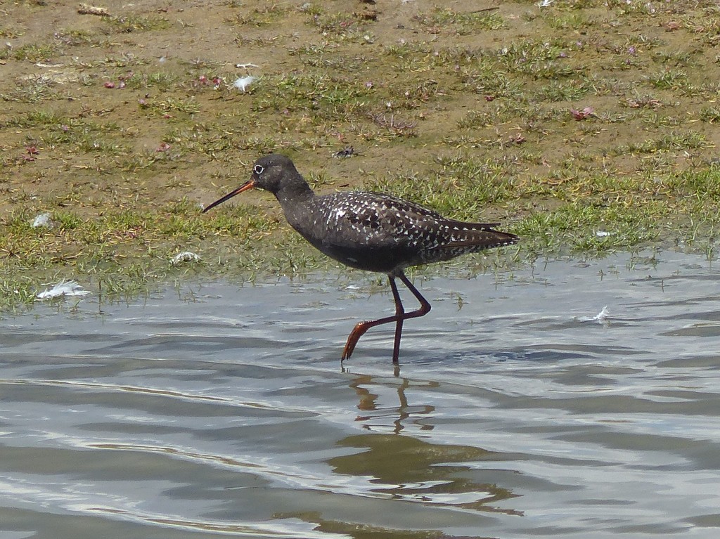  Spotted Redshank  by susiemc