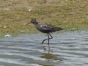 4th Sep 2016 -  Spotted Redshank 