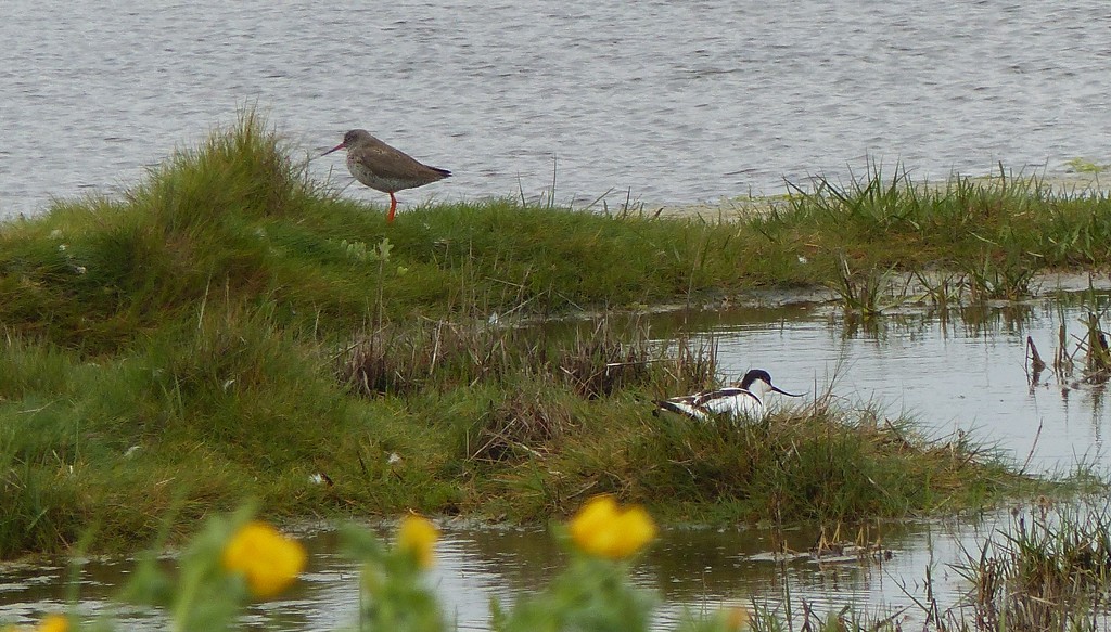  Redshank, Avocet and Yellow Flowers by susiemc