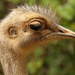 Emu by bizziebeeme