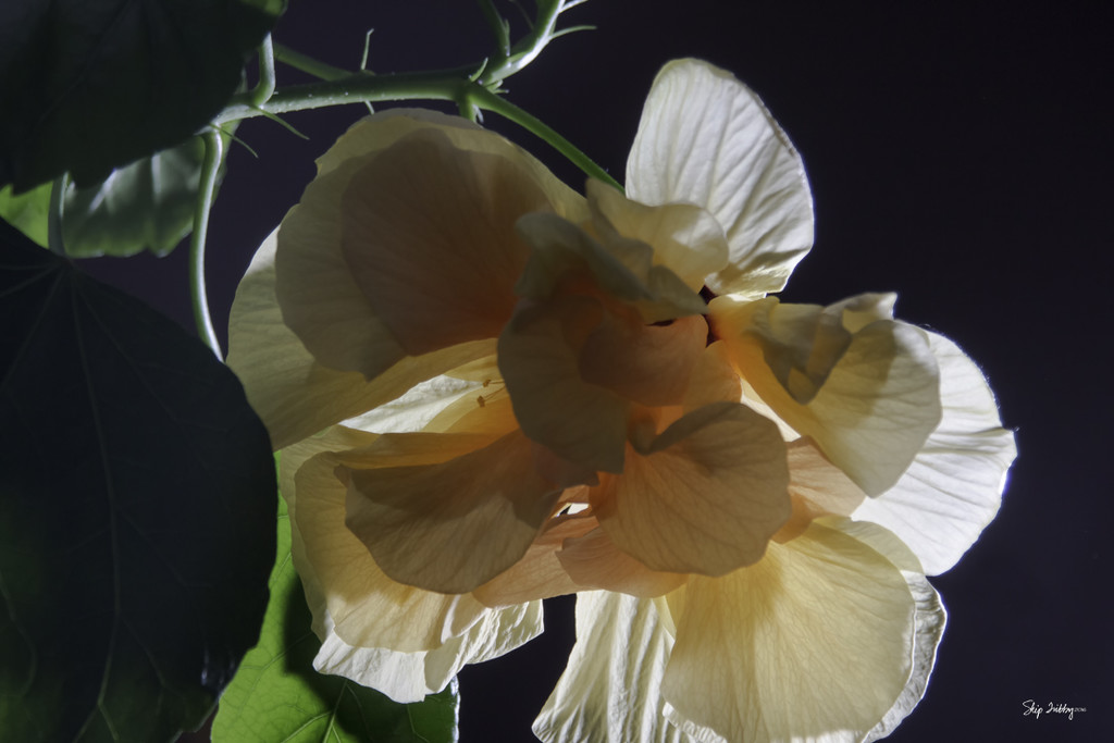 Backlighted Hibiscus  by skipt07