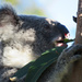 munchy swampy by koalagardens