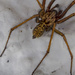 House Spider by tonygig