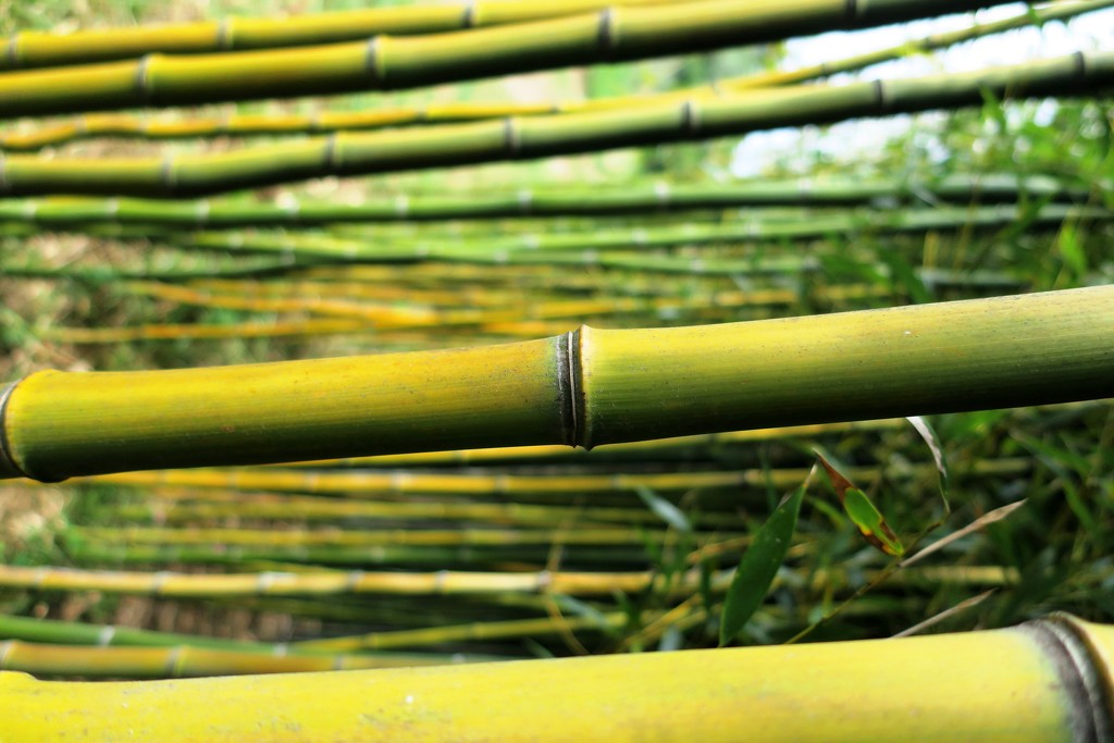 bamboo by scottmurr