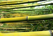 3rd Sep 2016 - bamboo