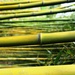 bamboo by scottmurr