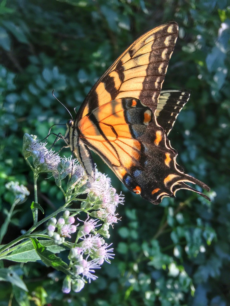 Chasing Butterflies by khawbecker