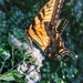 Chasing Butterflies by khawbecker