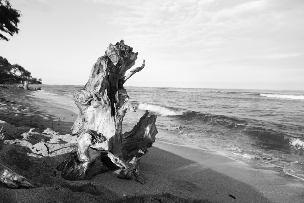 Driftwood by swchappell