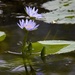 Water lilies  by sugarmuser