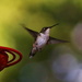 Hummingbird  by randy23