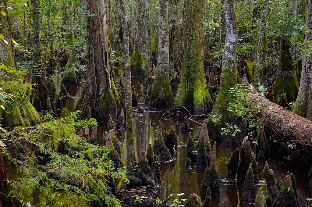 Deep in Four Holes Swamp, Dorchester County, South Carolina by congaree