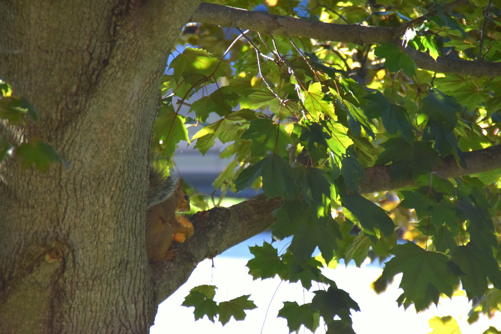 I must hide from other squirrels by bruni