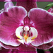 Vera's orchid by jmj