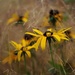 Rudbeckia In The Grass by motherjane