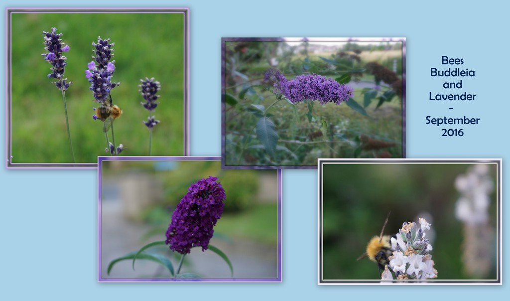 Bees Buddleia and Lavender  by sarah19