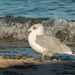 Seagull  by dridsdale