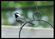 6th Sep 2016 - Black-capped Chickadee